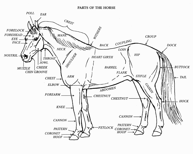 Parts of a horse
